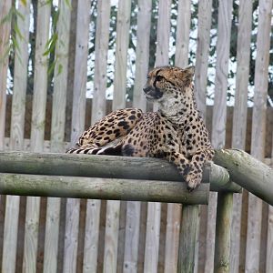 Cheetah (Acinonyx jubatus)