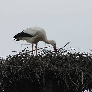European white stork