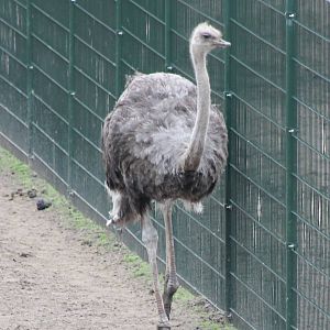 Ostrich