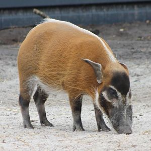 Red river hog