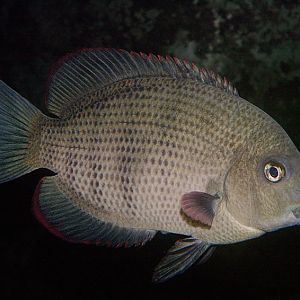 Pin-striped damba, Bolton Museum 2005