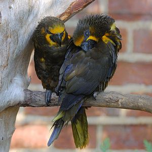 Duivenbode's lories 2005