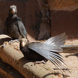 Greater vasa parrot pair 2005