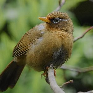 Chinese laughing thrush 2005
