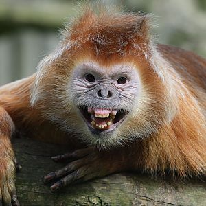 Javan langur showing off 2005