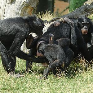 Bonobos will be bonobos 2005