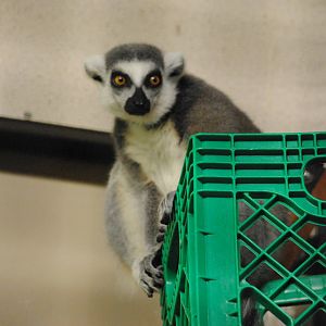Ring-tailed Lemur