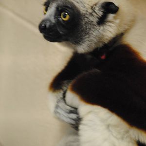Coquerel's Sifaka