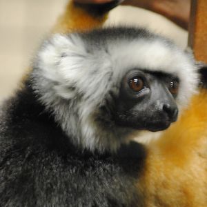 Diademed Sifaka