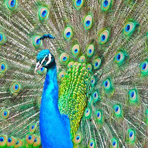 Mar. 2016 - Indian Peafowl