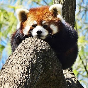 Mar. 2016 - Red Panda