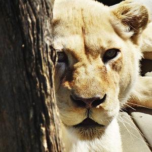 Mar. 2016 - White Lions of Timbavati - Prosperity
