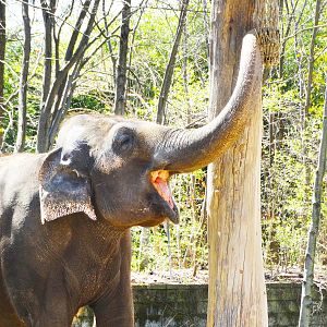 Mar. 2016 - Elephant Reserve - Mai-Thai