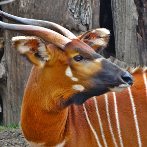 Mar. 2016 - Rhino Reserve - Eastern Bongo