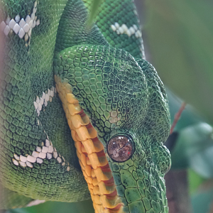 Mar. 2016 - Amazon Rising - Emerald Tree Boa