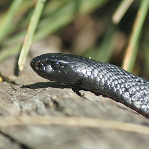 Red-bellied black snake