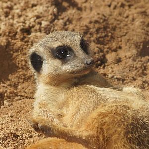 (Not-so-little) meerkat pup