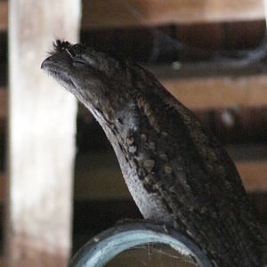Wild tawny frogmouth