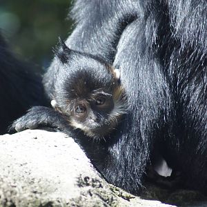 Francois langur Nangua