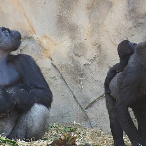 Kibali, Mbeli and Mjukuu