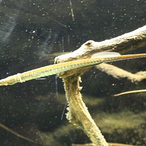 Freshwater pipefish