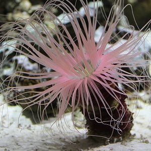 Cylinder anemone