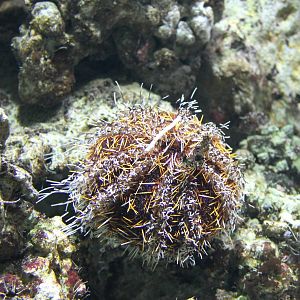 Sea urchin species