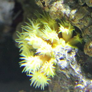 Sea anemone species