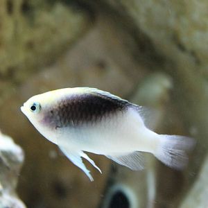 Rolland's demoiselle