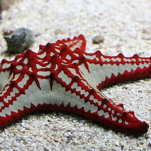 Red-knobbed starfish