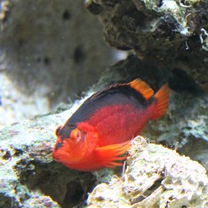 Flame hawkfish