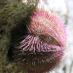 Sea urchin species