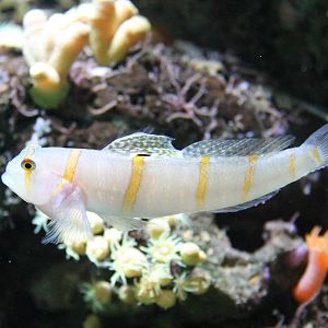 Ambleyeleotris randalli