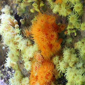 Sea anemone species