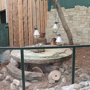 Enclosure Argentinian black and white tegu