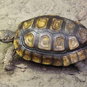 Yellow-footed tortoise