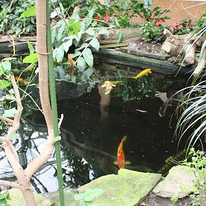 Koi pond