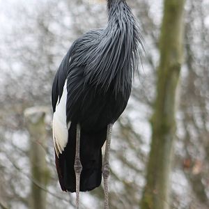 Black crowned crane