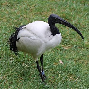 Sacred ibis