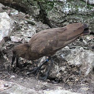 Hamerkop