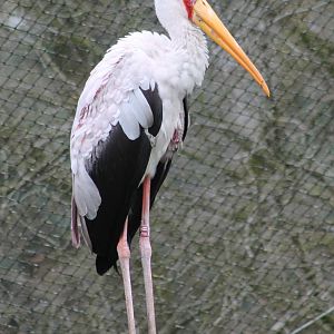 Yellow-billed stork