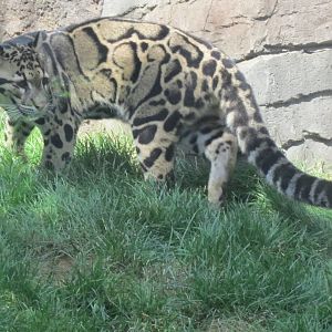 Clouded leopard (Neofelis nebulosa)
