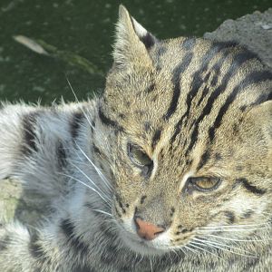 Fishing cat (Prionailurus viverrinus)