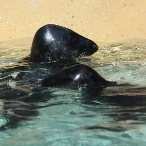 2-year-old Charles and 3-month-old Ziggy