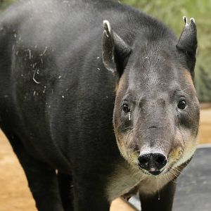 Jezabel the Baird's tapir