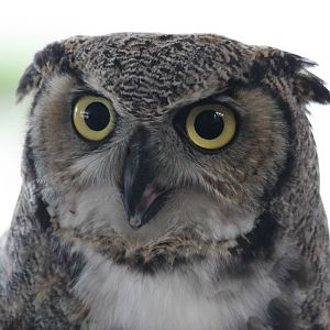 Athena the great-horned owl