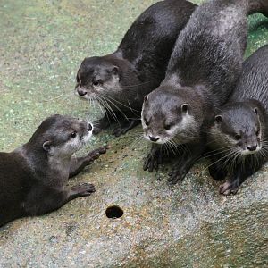 Asian small-clawed otters