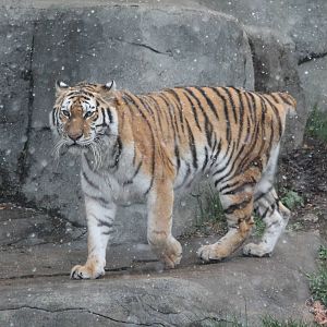 Whirl walking in the spring snow