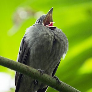Screaming piha in Burgers Bush