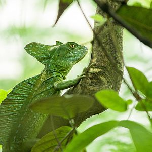 Plumed basilisk in Burgers Bush